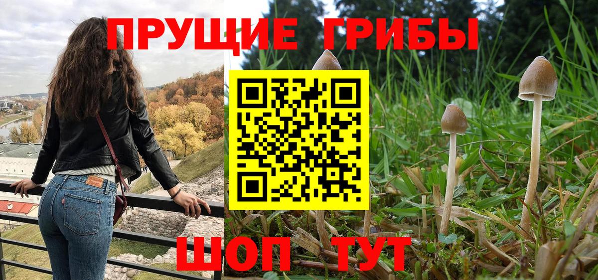 Галлюциногенные грибы прущие грибы  Ейск  Галлюциногенные грибы Cubensis 